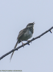 Prinia hodgsonii