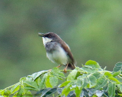 Prinia hodgsonii
