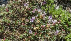 Astragalus kentrophyta