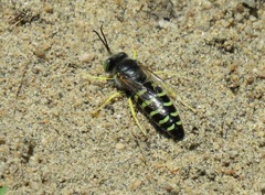 Bembix americana spinolae