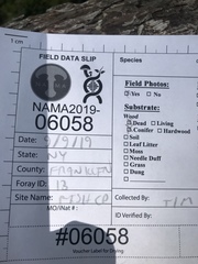 Phellinus chrysoloma