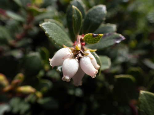 Arctostaphylos pacifica, 2025-03-14