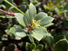 (c) Rajan Rao, some rights reserved (CC BY) Arctostaphylos pacifica, photograph (c) Rajan Rao, some rights reserved (CC BY)