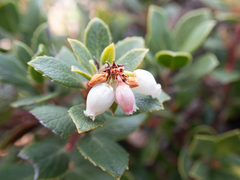 (c) Rajan Rao, some rights reserved (CC BY) Arctostaphylos pacifica, photograph (c) Rajan Rao, some rights reserved (CC BY)