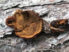 Phellinus chrysoloma