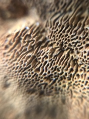 Phellinus chrysoloma