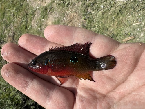 African jewelfish (Hemichromis letourneuxi) — Cichlidae — 5