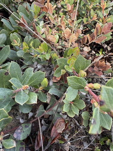 Arctostaphylos pacifica, photograph 3