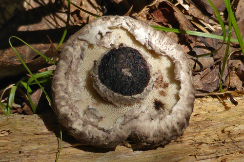 Old-man-of-the-woods