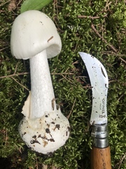 Amanita suballiacea