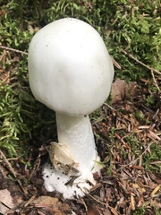 Amanita suballiacea