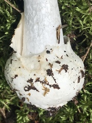 Amanita suballiacea