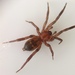 Drassyllus aprilinus - Photo (c) shespider, some rights reserved (CC BY-NC), uploaded by shespider