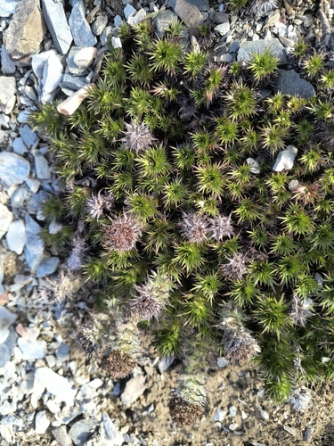 Image of Nassauvia magellanica by (c) Pablo, some rights reserved (CC BY)