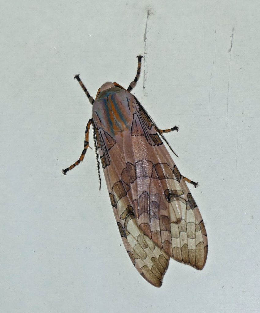 Halysidota ruscheweyhi