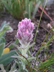 Castilleja schizotricha