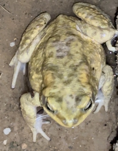 Dhofar Toad