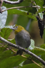 Yellow-Throated Bush-Tanager photo 2