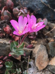 Epilobium siskiyouense