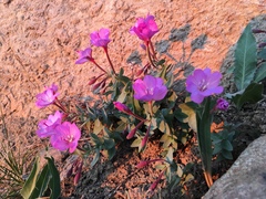 Epilobium siskiyouense