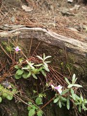 Mazus alpinus