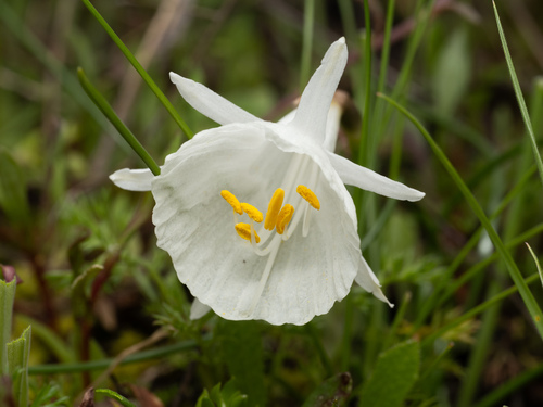 Narcissus cantabricus, photograph 2