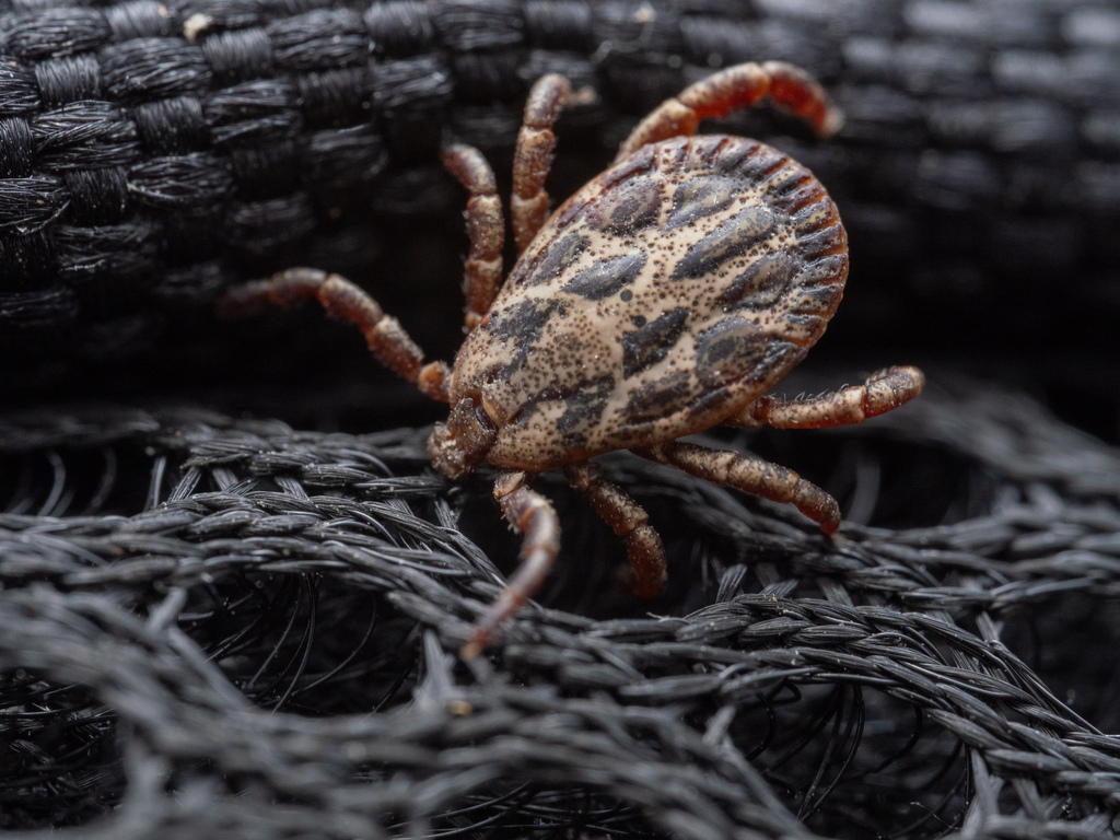 Ornate Sheep Tick
