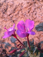 Epilobium siskiyouense