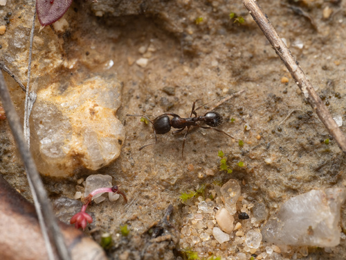 Goniomma baeticum