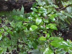 Coprosma colensoi