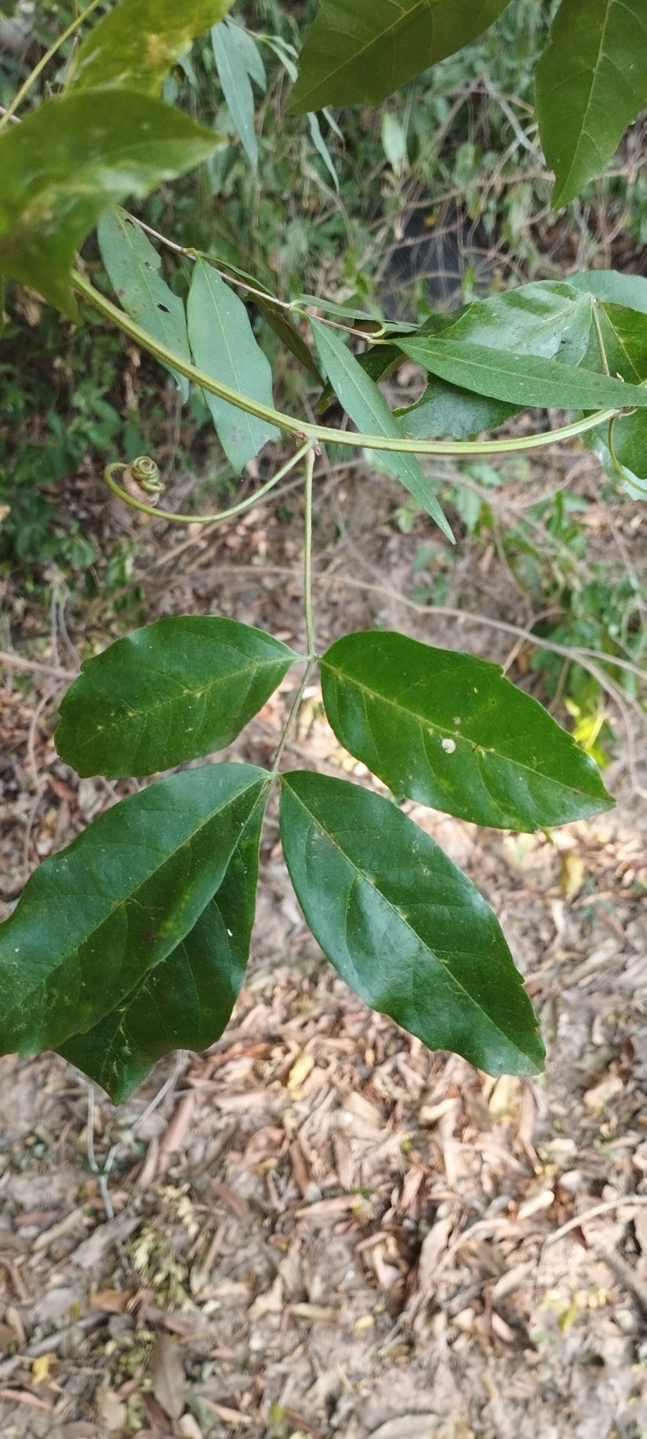 Imagem de Guaraná-Cipó