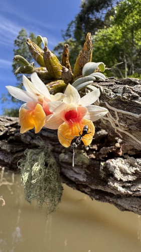 Dendrobium bellatulum, photograph 2