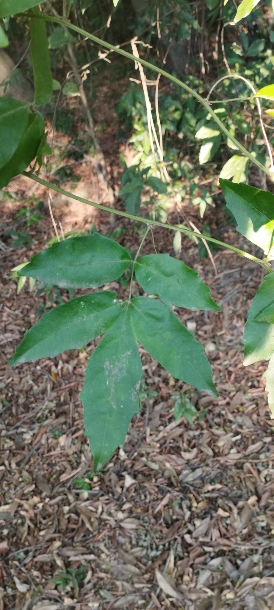 Imagem de Guaraná-Cipó