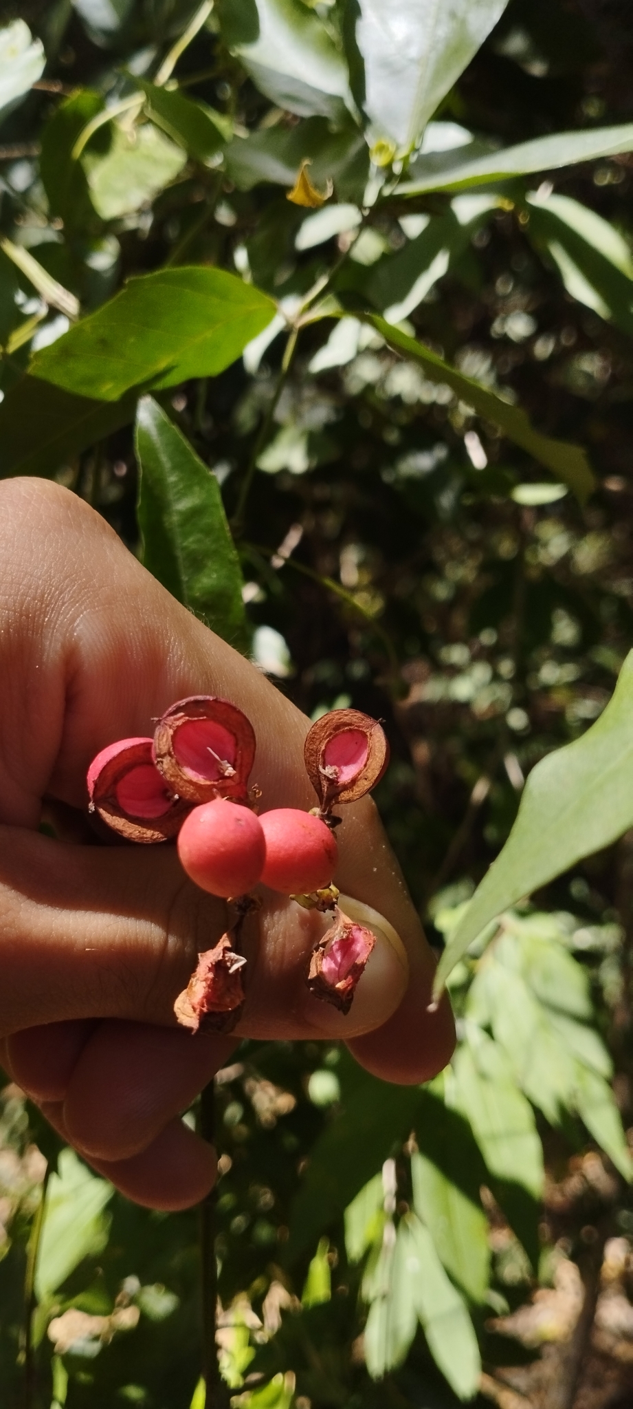 Imagem de Guaraná-Cipó