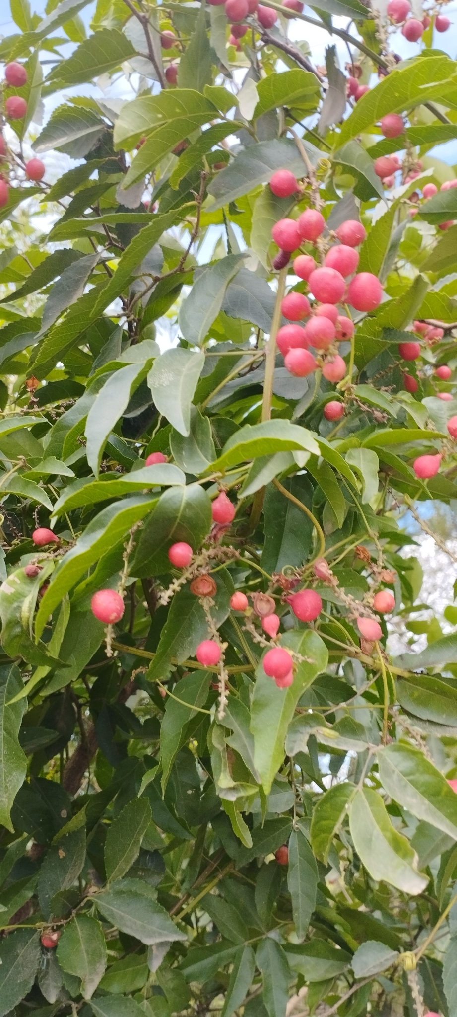 Imagem de Guaraná-Cipó