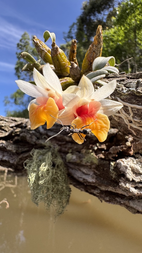 Dendrobium bellatulum