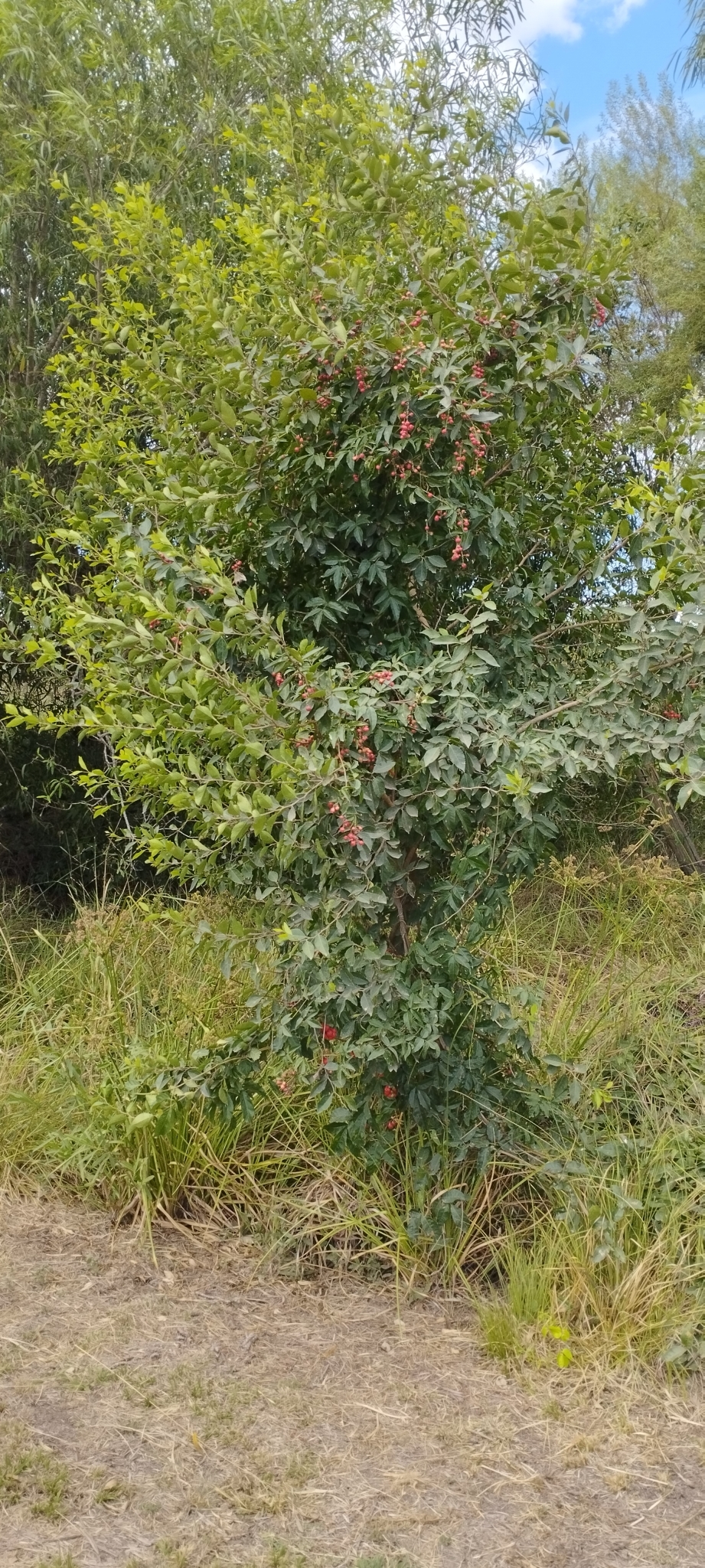 Imagem de Guaraná-Cipó
