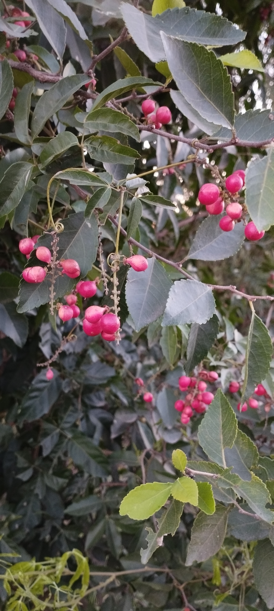 Imagem de Guaraná-Cipó