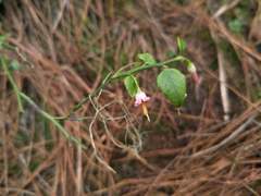 Vaccinium japonicum lasiostemon