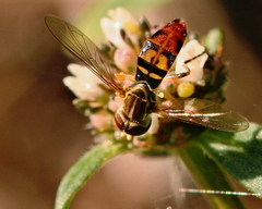 Toxomerus floralis