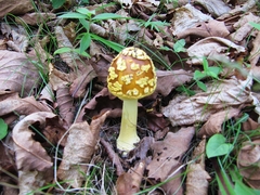 Amanita flavipes