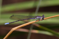 Argia hinei