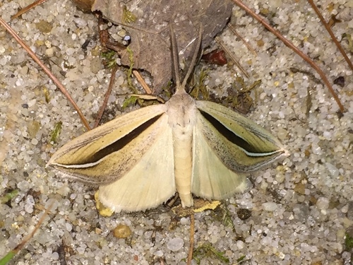 Dull Doryodes Moth photo 5