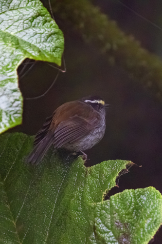Crowned Chat-Tyrant (Silvicultrix frontalis), photo 6