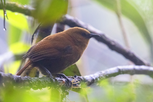 Rufous Wren (Cinnycerthia unirufa), photo 10