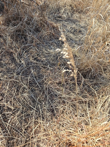 Image of Glyceria obtusa by no rights reserved