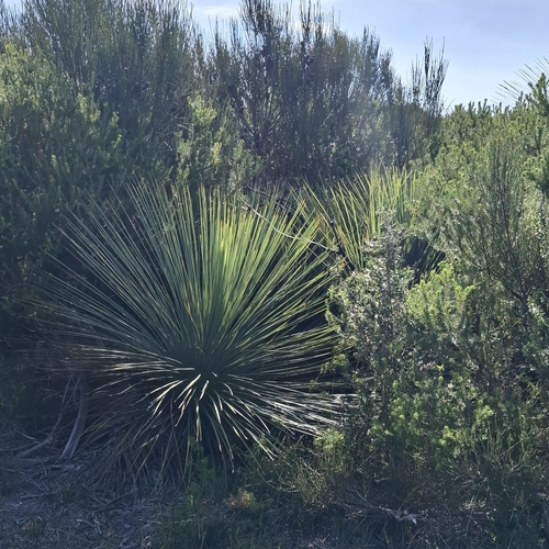 Image of Xanthorrhoea resinosa by (c) SatNavSaysStraightOn, some rights reserved (CC BY)