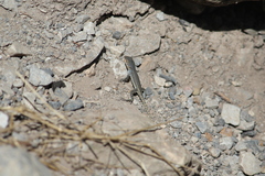 Sceloporus parvus