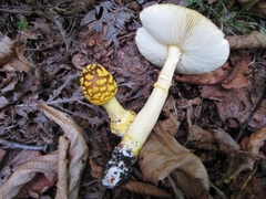 Amanita flavipes