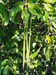 Rhizophora mucronata